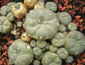 Buy Peyote Mescaline Online
